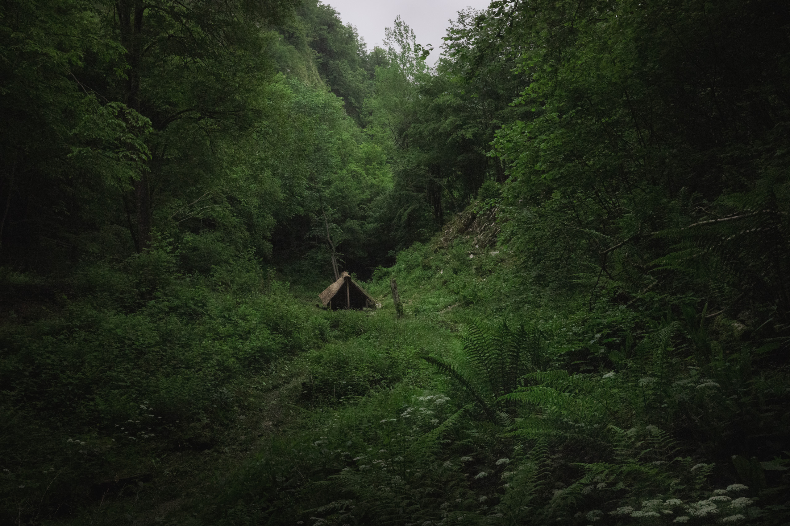dolomiti_bellunesi_forest_0Y3A5858