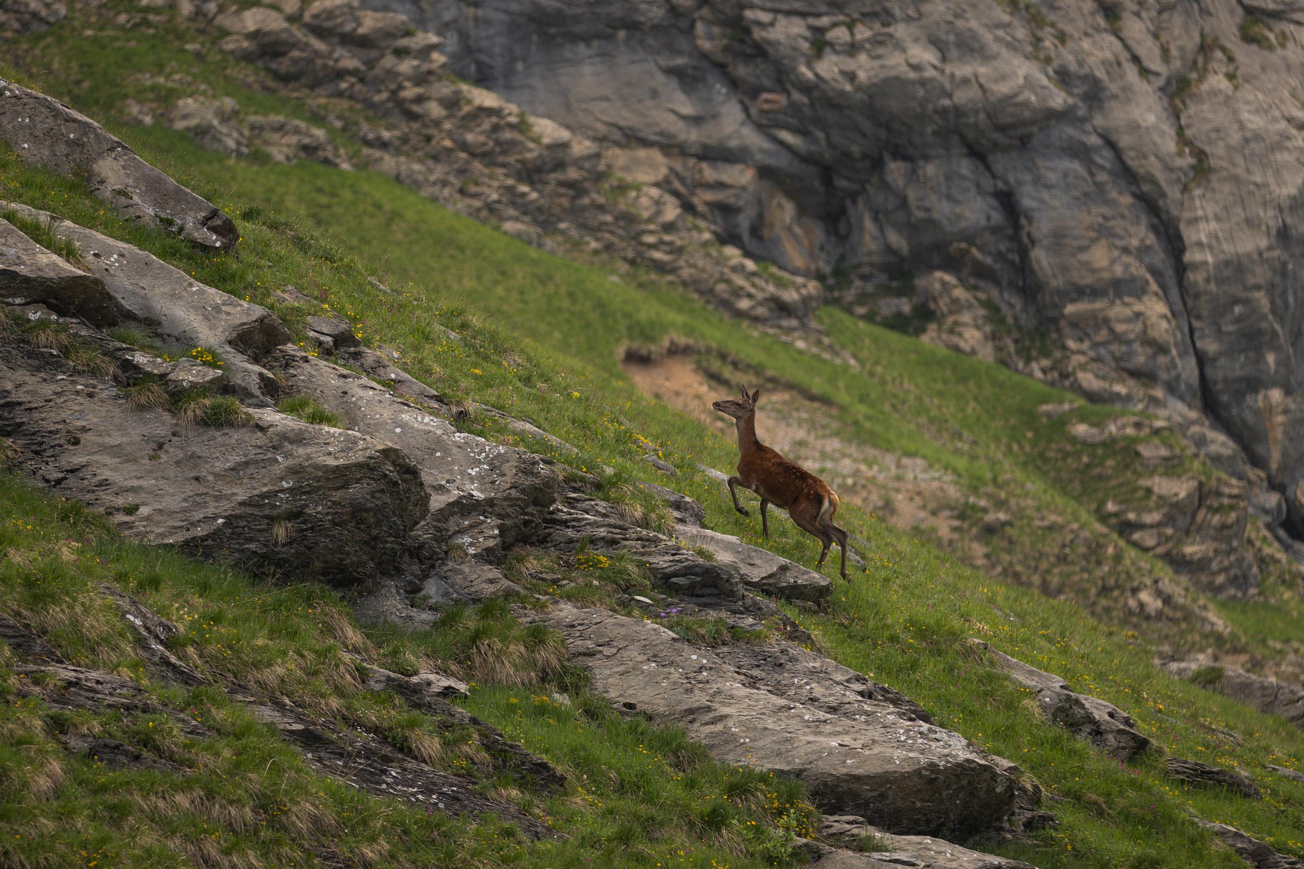 Massif des Muverans (Suisse) - Juin 2022
