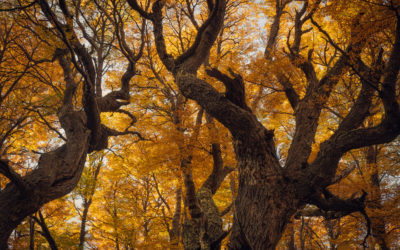Prochains évènements – Automne 2026